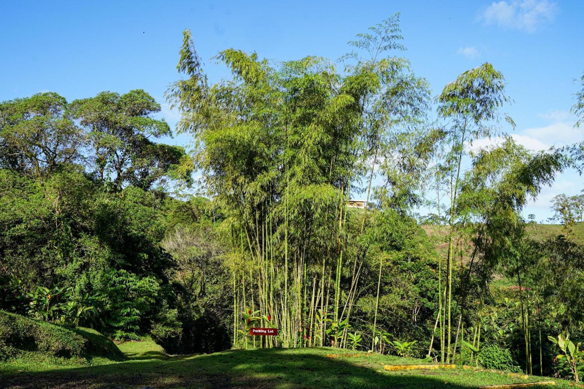 Essence Arenal Spa & Yoga El Castillo Exteriör bild